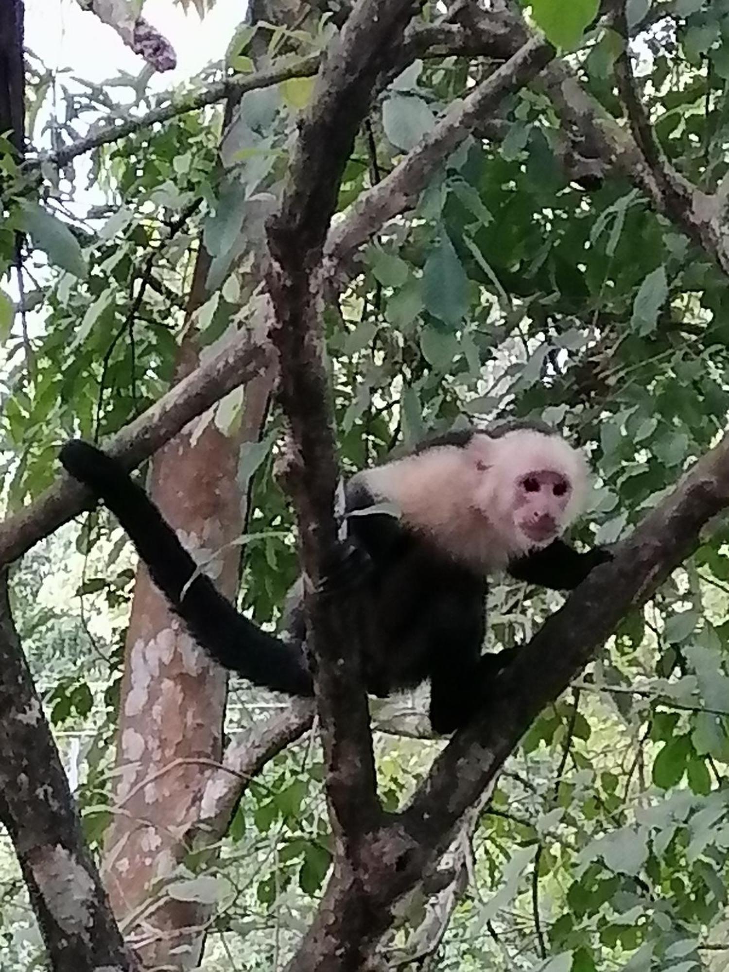Garza Tigre Apartamentos Cobano Kültér fotó